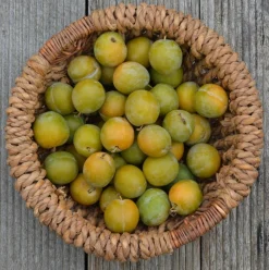 Ma Pépinière Fruitiers Et Agrumes | MA PÉPINIÈRE - Prunier reine claude doree - pot 10 l