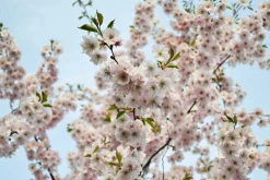 Ma Pépinière MA PÉPINIÈRE - Prunus serrulata amanogawa c30l tige-6/8