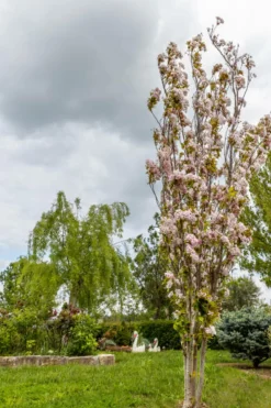 Ma Pépinière MA PÉPINIÈRE - Prunus serrulata amanogawa c30l tige-6/8