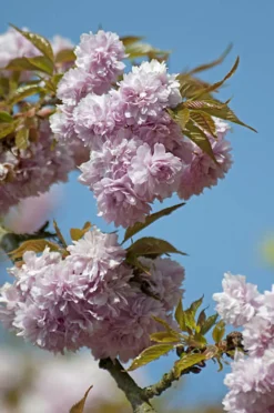 Ma Pépinière MA PÉPINIÈRE - Prunus serrulata kiku shidare zakura - pot 30 l