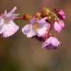 Ma Pépinière Fruitiers Et Agrumes | MA PÉPINIÈRE - Prunus subhirtella autumnalis rosea - pot 20 l