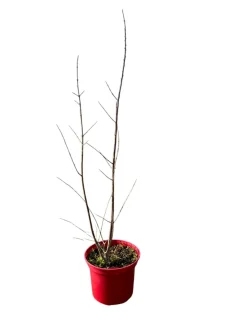 Ma Pépinière MA PÉPINIÈRE - Punica granatum 'pleniflora' c4l. Online