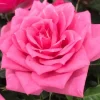 Ma Pépinière Rosiers | MA PÉPINIÈRE - Rosa pink voluptia - pot 3 l