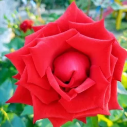Ma Pépinière MA PÉPINIÈRE - Rosa zepeti c3l Online
