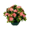 Marichal - Coupe de 11 azalée rose, H37Cm - L44Cm, 3,5Kg New