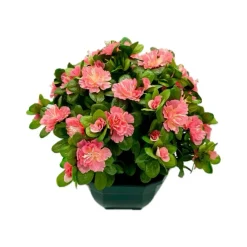 Marichal - Coupe de 11 azalée rose, H37Cm - L44Cm, 3,5Kg New