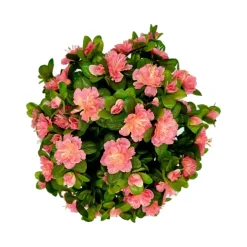 Marichal - Coupe de 11 azalée rose, H37Cm - L44Cm, 3,5Kg New