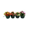 Marichal - Coupe de mini roses assorties, 17xH20cm (1kg) Outlet