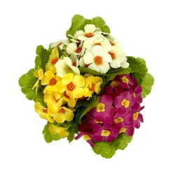 Marichal - Coupe de primeveres en couleurs assorties, H20CM - L24Cm, 2,5Kg