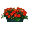 Marichal - Jardinière 40Cm de 48 chrysantheme tabac , H35CM - L50Cm, 5Kg Hot