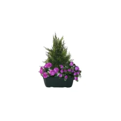 Marichal - Jardinière de cyprès/œillets/mini roses assortis, 25xH40cm (1,5kg) Discount