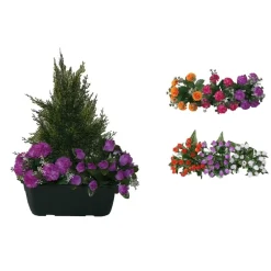Marichal - Jardinière de cyprès/œillets/mini roses assortis, 25xH40cm (1,5kg) Discount