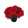 Marichal - Pot de chrysantheme pomponette fushia , H32CM - L36Cm, 2Kg Discount