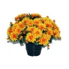 Marichal Fleurs Et Plantes Artificielles | - Pot de chrysantheme pomponette tabac , H32CM - L36Cm, 2Kg