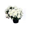 Marichal Fleurs Et Plantes Artificielles | - Pot de chrysantheme pomponette crème , H32CM - L36Cm, 2Kg