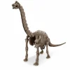 4m - Coffret découverte de la science - déterre ton brachiosaure Online