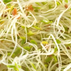 Mes Courses En Vrac - Graines à germer- alfalfa roquette bio Hot