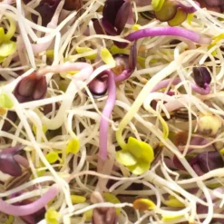 Mes Courses En Vrac - Graines à germer- alfalfa / radis / fenouil bio
