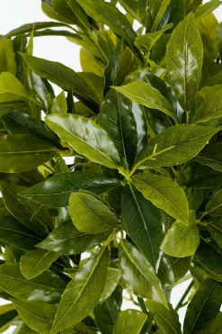 Mica Decorations - - laurier arbre artificiel vert h120 Clearance