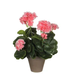 MICA - Geranium en pot Ø 11,5 cm, saumon Ø 23 x H. 32 cm Clearance