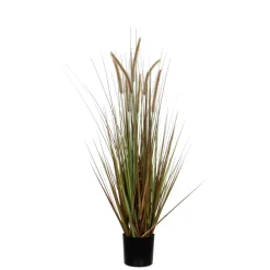 MICA - Herbe panache dogtail en pot, vert H. 150 cm Clearance