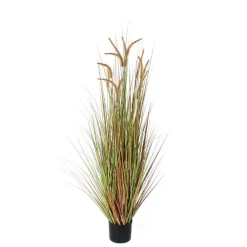 MICA - Herbe panache dogtail en pot, vert H. 150 cm Clearance