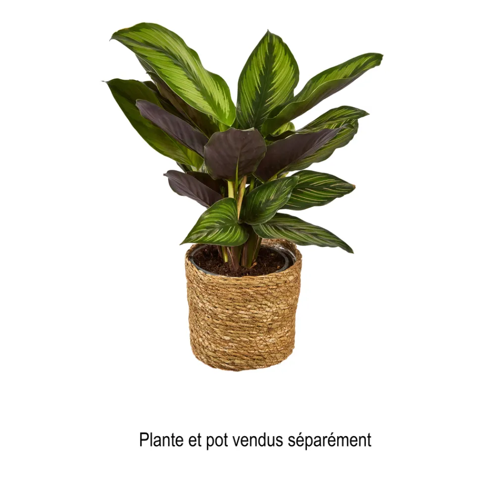 MICA - Panier Atlantic Marron H12xD12 cm Hot