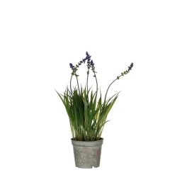 MICA - Plante artificielle lavande, coloris violet - H.30xD.8,5cm Outlet