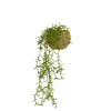 MICA Fleurs Et Plantes Artificielles | - Rhipsalis en panier à suspendre H.14xD.14cm vert