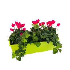 NA Mini Cyclamen et feuillage : jardinière de 40 cm Clearance