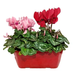 NA Fleurs De Saison | Mini cyclamen : jardinière 25 cm - Coloris variables