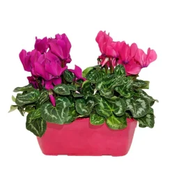 NA Fleurs De Saison | Mini cyclamen : jardinière 25 cm - Coloris variables