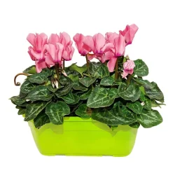 NA Fleurs De Saison | Mini cyclamen : jardinière 25 cm - Coloris variables