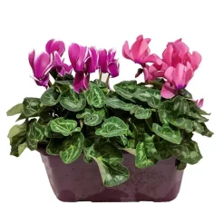 NA Fleurs De Saison | Mini cyclamen : jardinière 25 cm - Coloris variables