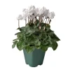 NA Mini cyclamen : pot D.11cm - Coloris variables Discount