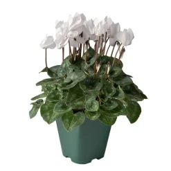 NA Mini cyclamen : pot D.11cm - Coloris variables Discount