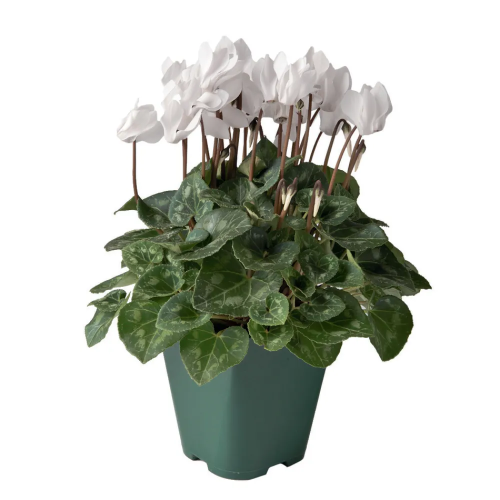 NA Mini cyclamen : pot D.11cm - Coloris variables Discount