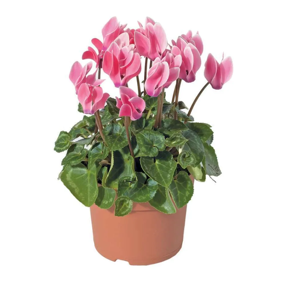 NA Mini cyclamen : pot D.11cm - Coloris variables Discount