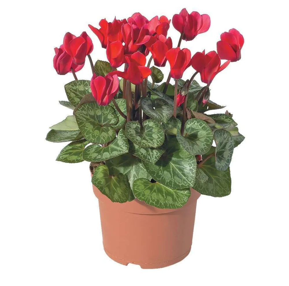 NA Mini cyclamen : pot D.11cm - Coloris variables Discount