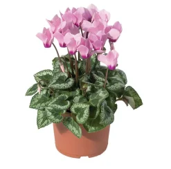 NA Mini cyclamen : pot D.11cm - Coloris variables Discount