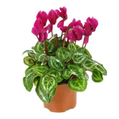 NA Mini cyclamen : pot D.11cm - Coloris variables Discount
