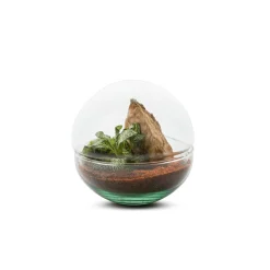 NA Terrariums Et Compositions | Mini Monde S Mix
