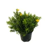 NA Myrte décorée : pot 0.5 Litre New