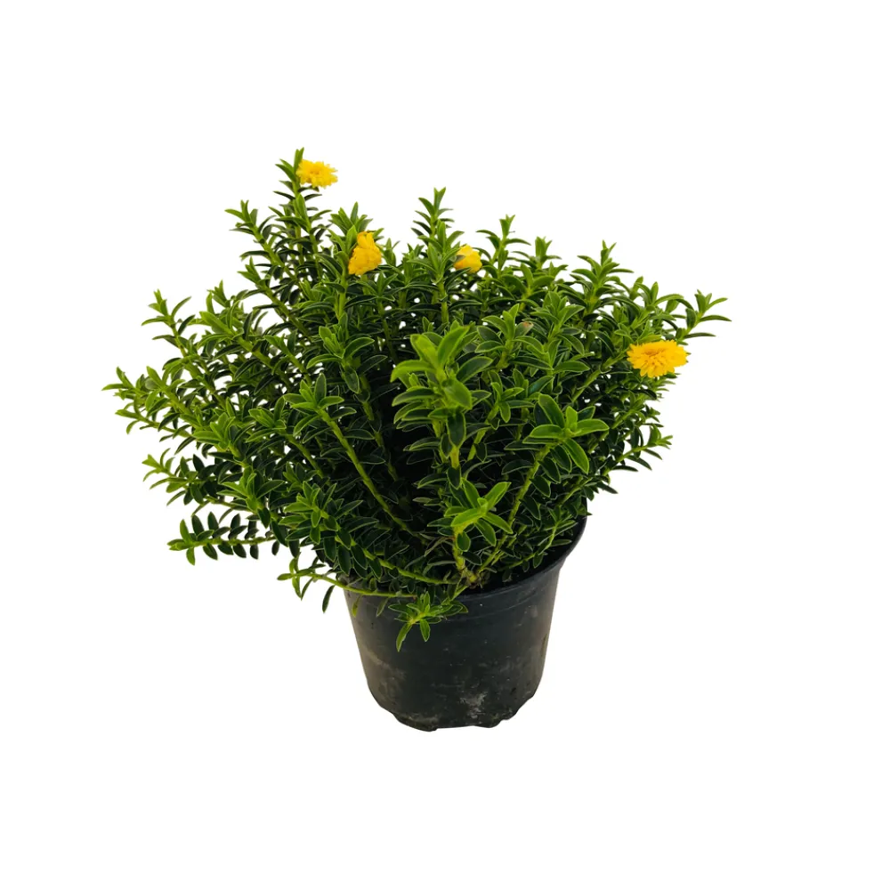 NA Myrte décorée : pot 0.5 Litre New