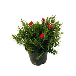 NA Myrte décorée : pot 0.5 Litre New