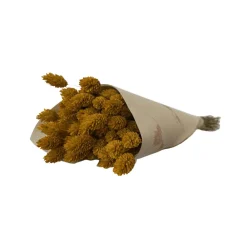 Naturalys - Botte de fleurs séchées : Phalaris jaune - H.50cm Discount