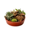 Naturalys Terrariums Et Compositions | - Composition florale de succulentes : pot de D.25cm