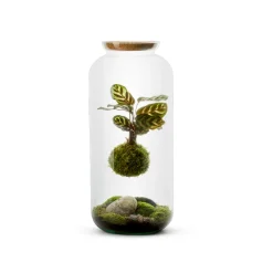Naturalys Terrariums Et Compositions | - Kokedama, bonbonne végétalisée Taille L : Calathea Suspendu
