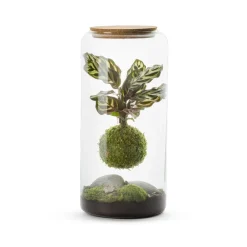Naturalys Terrariums Et Compositions | - Mia L - Kokedama Calathea Suspendu