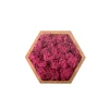 Naturalys Terrariums Et Compositions | - Stab lichen hexagonal rose 16 x 16 cm